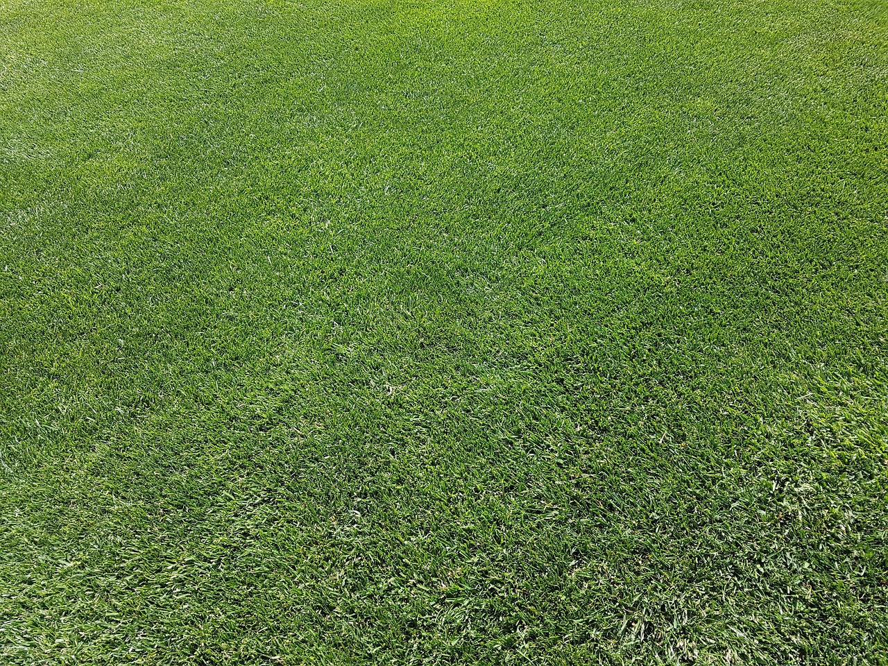 A finished, manicured green lawn at a home in Bluffton, SC